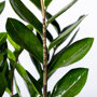 Blad van de Emerald palm